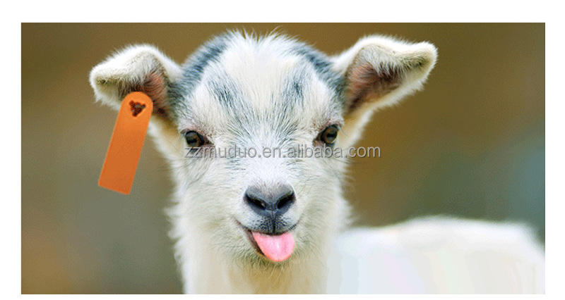 OrangeTPUeartaginstalledongoatear,farmanimalidentification