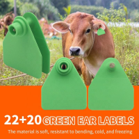 Greenlivestockeartagshownonacowwithmatchingcomponents