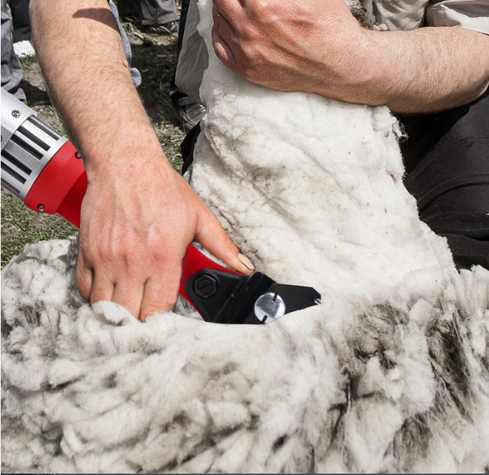 Electricsheepshearinuse,cuttingthicksheepwoolonfarm