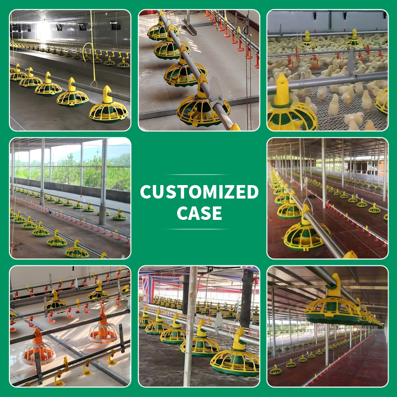 Chicken Water & Feeding Line Customer Cases