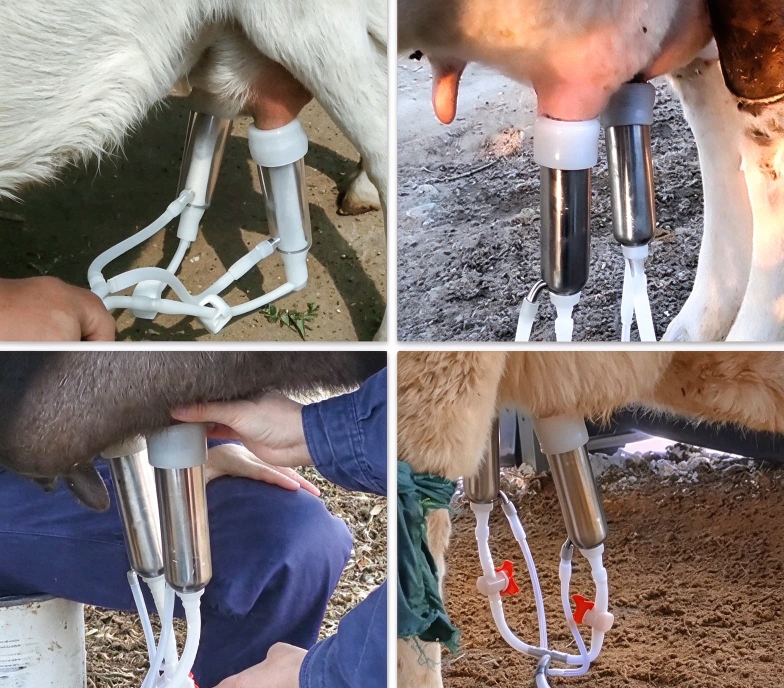 Cow Milking Practical Operation Images