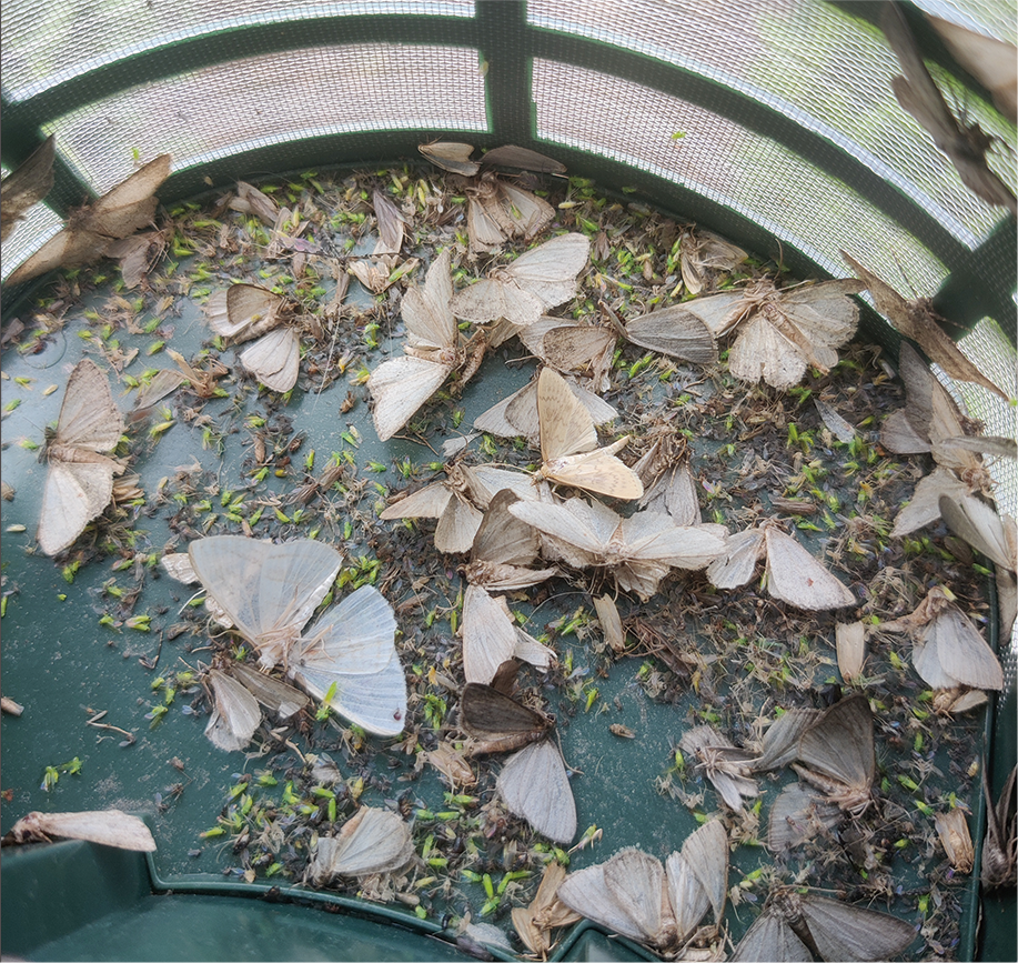 茶小绿叶蝉 - 靶向害虫诱集