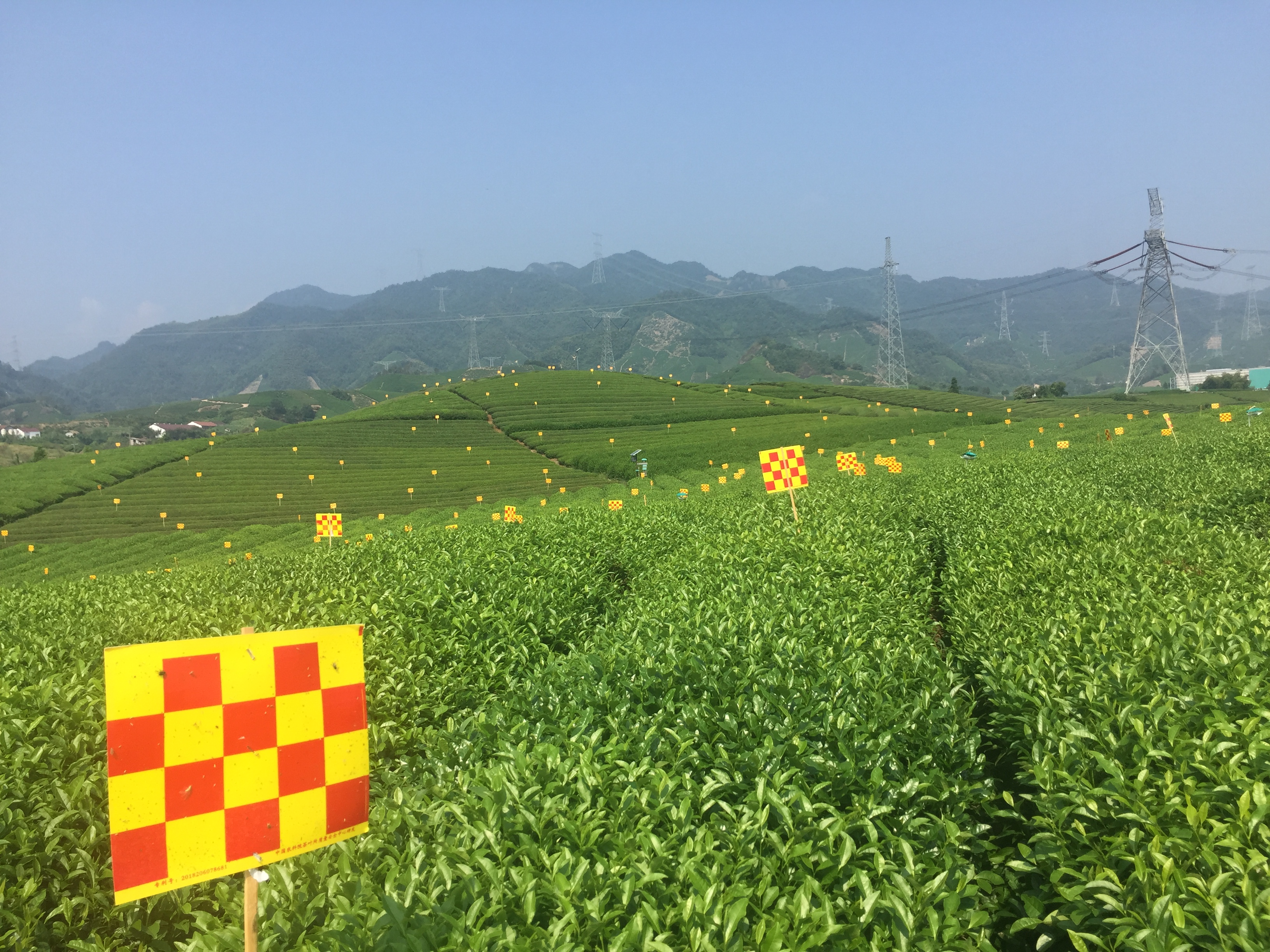 粘虫板使用效果