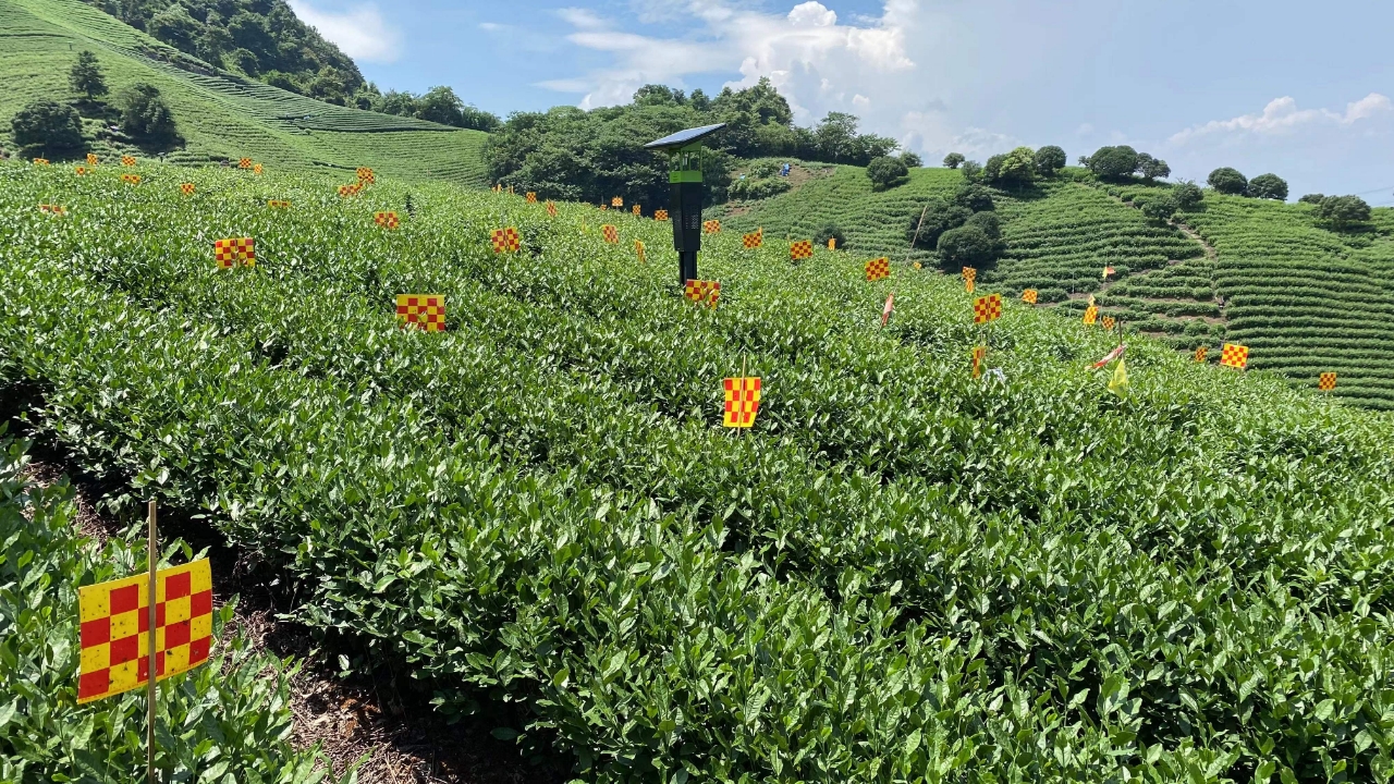 天敌友好型粘虫板使用场景