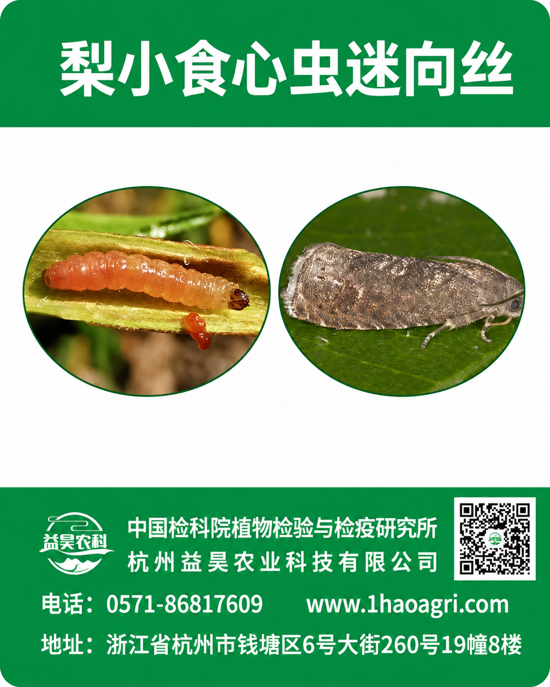 梨小食心虫迷向散发器