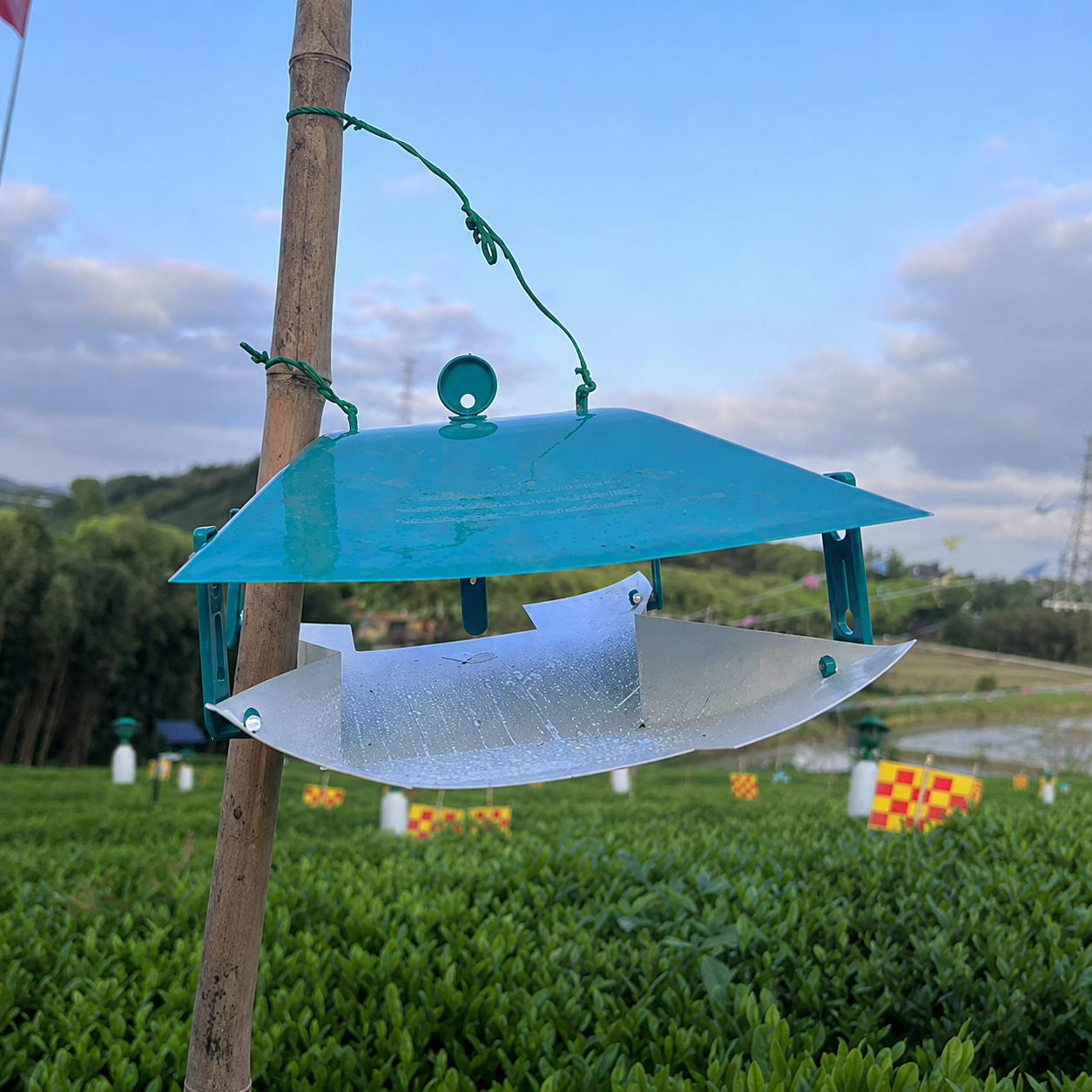 苍南数字茶园 3
