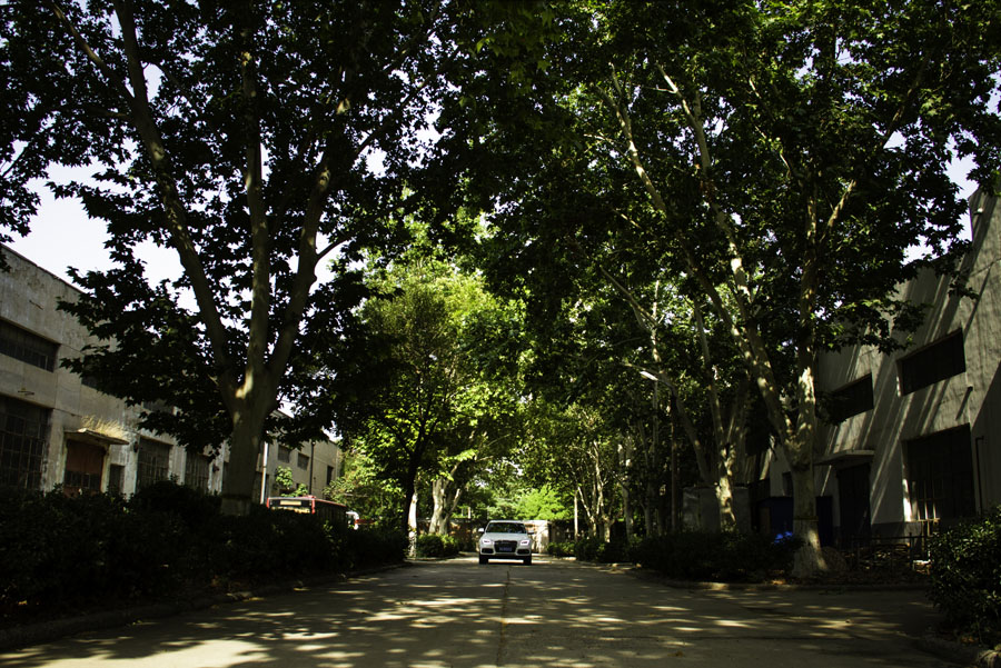 12-1厂区林荫大道