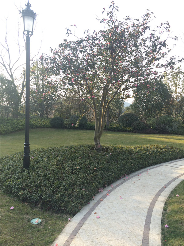 成都专业景观设计公司