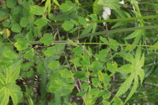 唐松草-猫爪菜【Thalictrumaquilegifoliumvar.sibiricum】