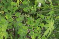 唐松草-猫爪菜【Thalictrumaquilegifoliumvar.sibiricum】