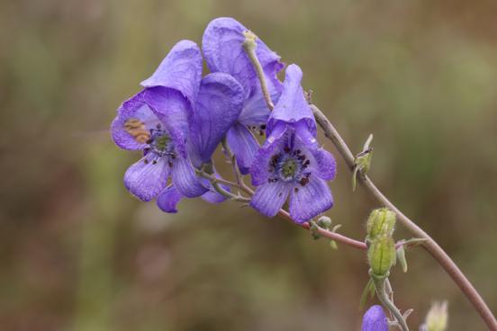 细叶乌头【Aconitummacrorhynchum】