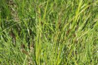 直穗薹草【Carexorthostachys】