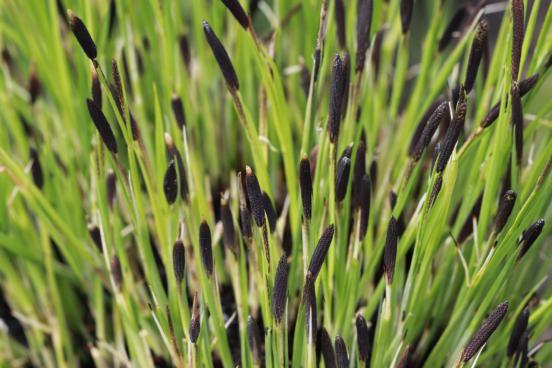 皱果薹草-弯嘴苔草-CarexdispalataBoott-