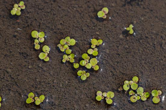 紫萍【Spirodelapolyrrhiza】