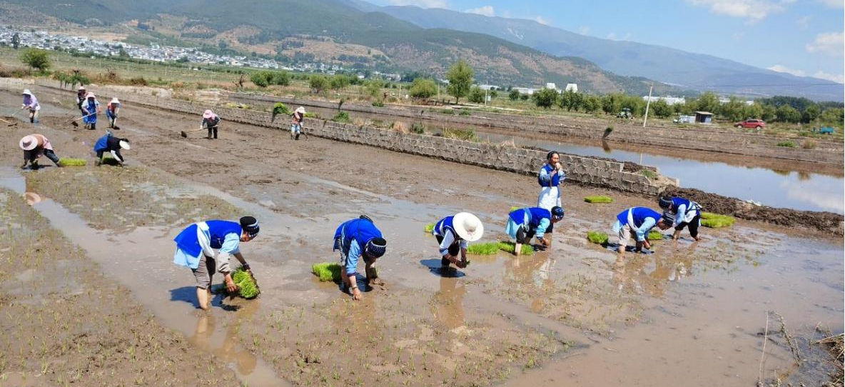 古老“开秧门”遇上气候新技术：一场田间的绿色接力