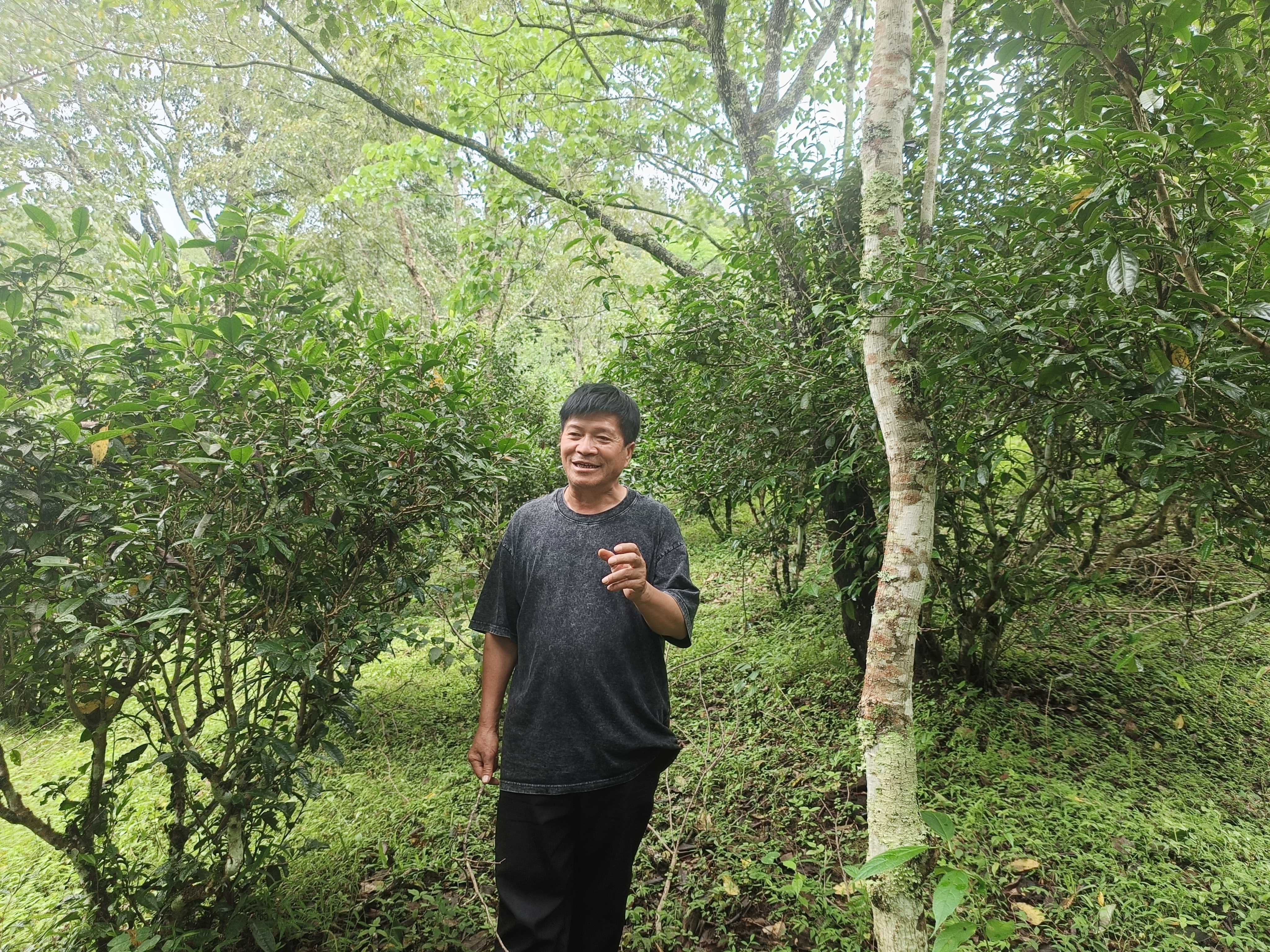 有花的地方有蝴蝶，有鸟的地方有音乐：一位景迈山茶农眼中的生物多样性