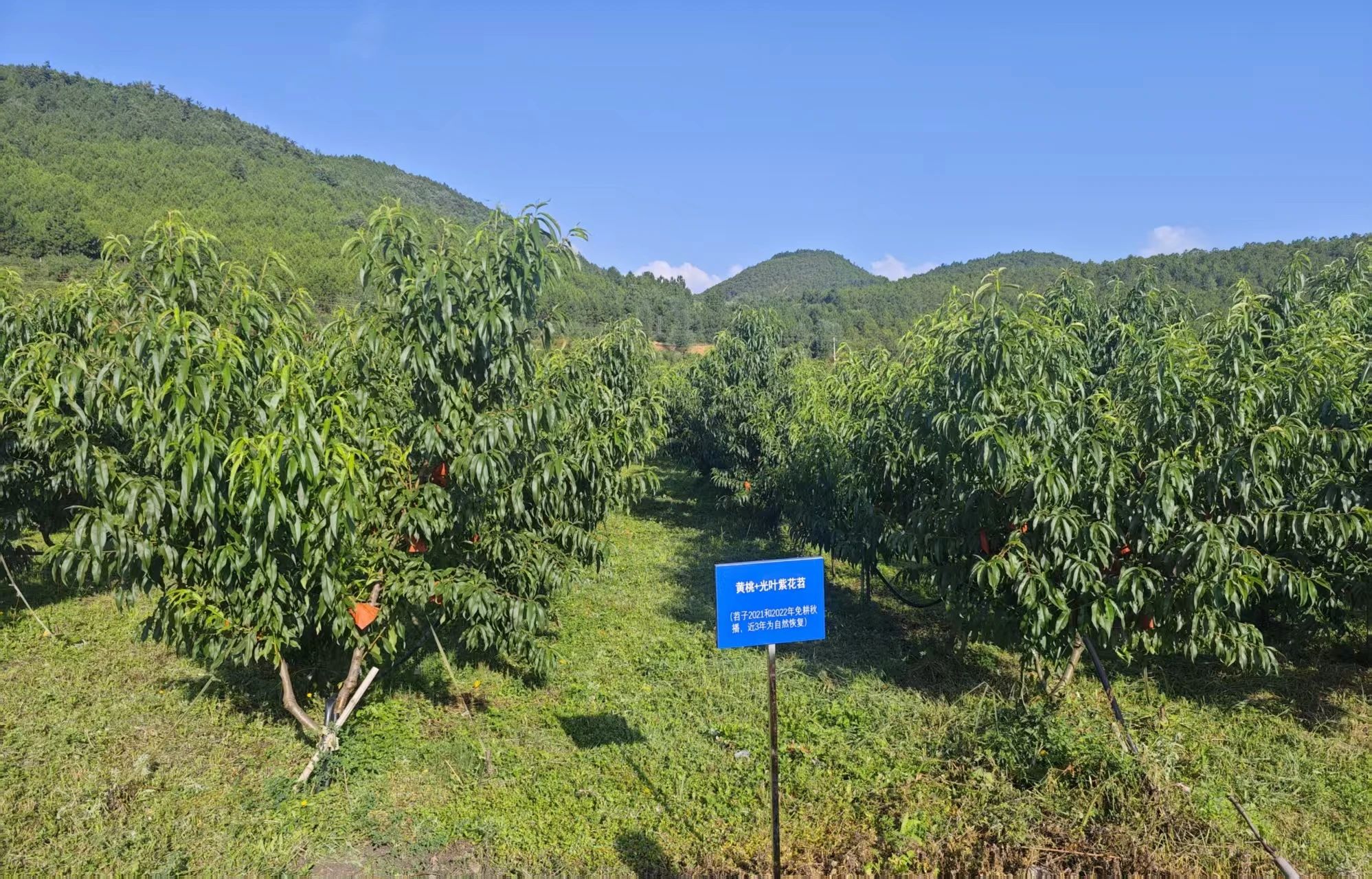 思力中心参加绿色覆盖作物技术交流会