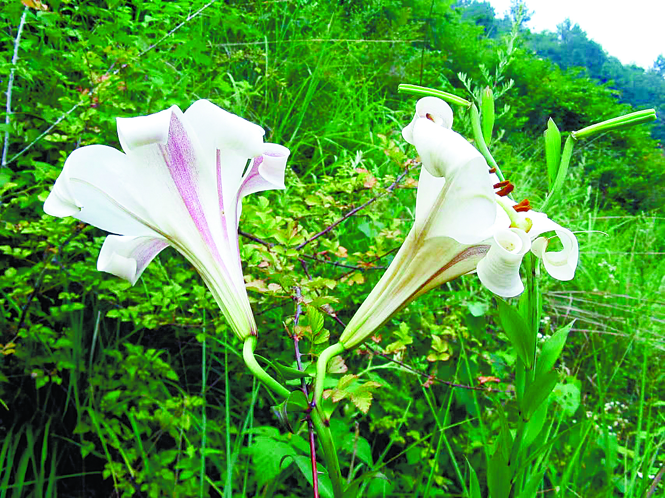 【最植物】百合的千年身份蜕变 【最植物】百合的千年身份蜕变