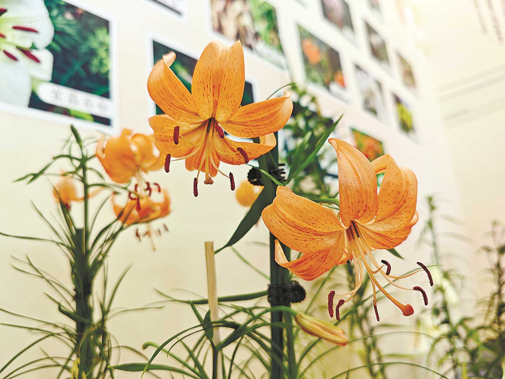 【最植物】百合的千年身份蜕变 【最植物】百合的千年身份蜕变