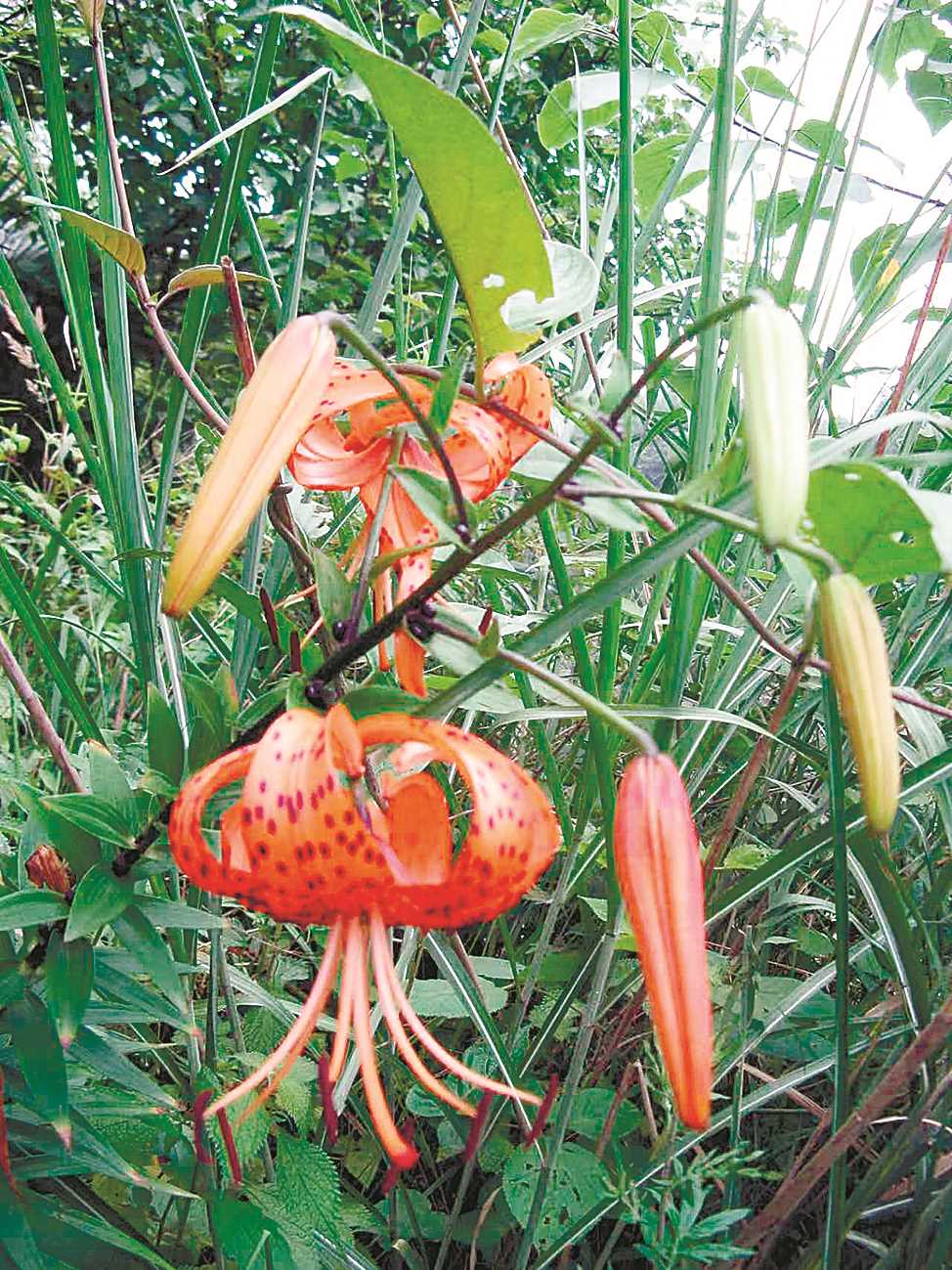 【最植物】百合的千年身份蜕变 【最植物】百合的千年身份蜕变