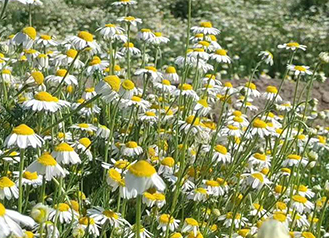 洋甘菊种植基地