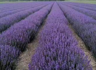 薰衣草种植基地