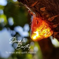 5f7c4b0b00a03ed59a7541c1f284e4eb_O1CN01FqsbeN1G3jPjB8pjC_!!1707060567-0-cib