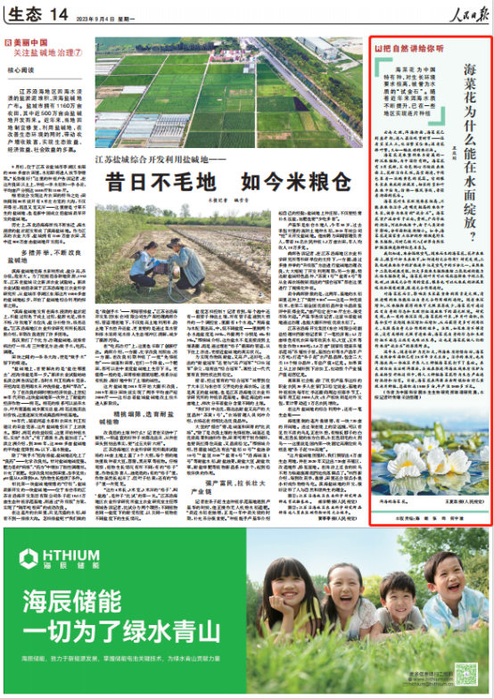 海菜花为什么能在洱海绽放？《人民日报》把自然讲给你听