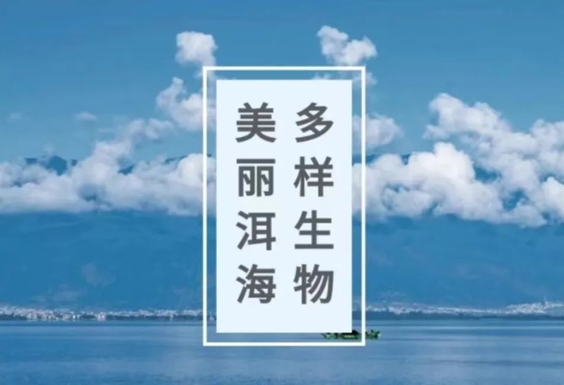 洱海物语 • 一图识鸟 | 长着红色小嘴的“水鸽子”