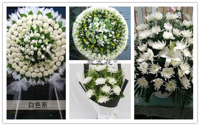 扫墓菊花