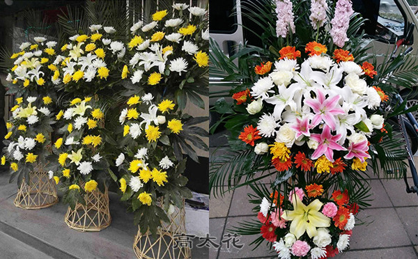 菊花哪里买