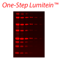 One-StepLumitein™ProteinGelStain