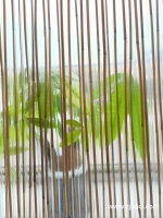 polybamboo1