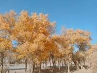 轮台胡杨林-微信图片_20241031145720