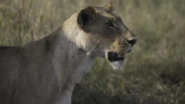 1.《非洲狮》王杰13658008581