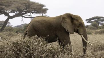 2.《非洲象》王杰13658008581