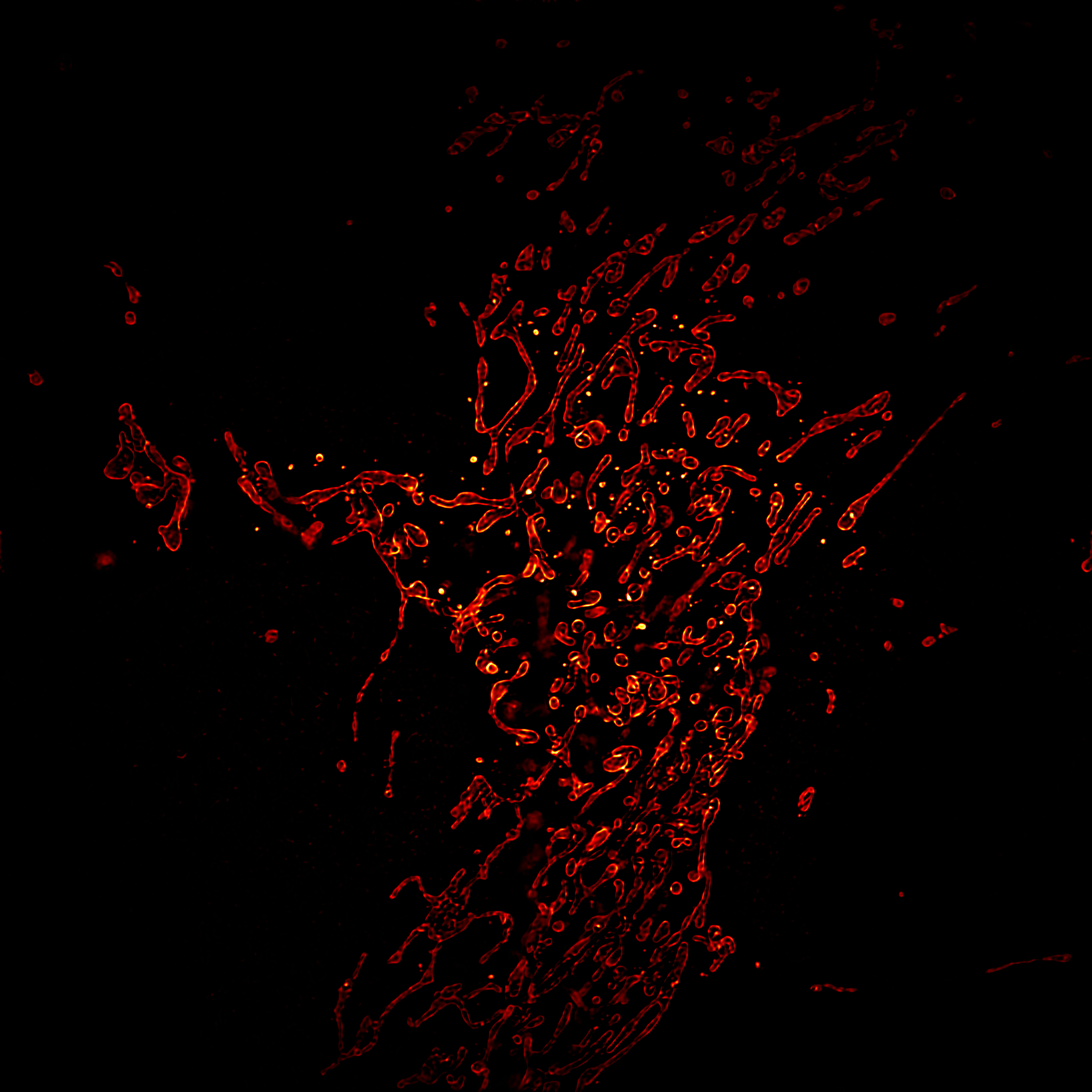 线粒体外膜（固定样品）