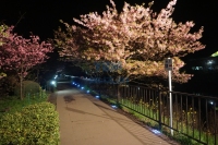 2019超薄道钉日本-2019超薄道钉日本01