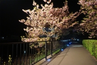 2019超薄道钉日本-2019超薄道钉日本02