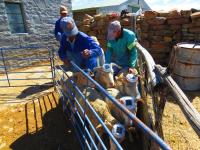 2012南非-2012南非珍珠道钉-南非珍珠道钉01