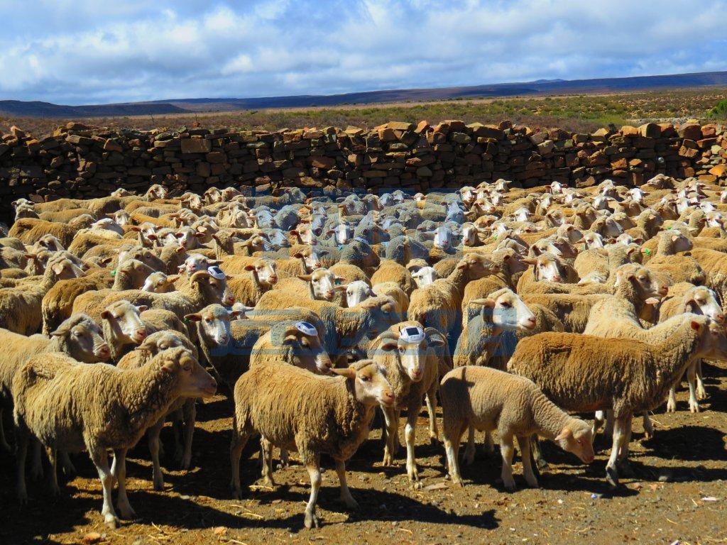 2012南非-2012南非珍珠道钉-南非珍珠道钉02