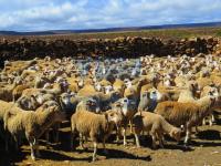 2012南非-2012南非珍珠道钉-南非珍珠道钉02