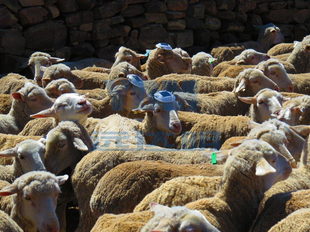 2012南非-2012南非珍珠道钉-南非珍珠道钉03