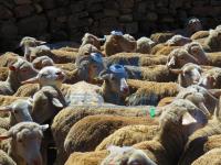 2012南非-2012南非珍珠道钉-南非珍珠道钉03