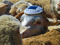 2012南非-2012南非珍珠道钉-南非珍珠道钉04