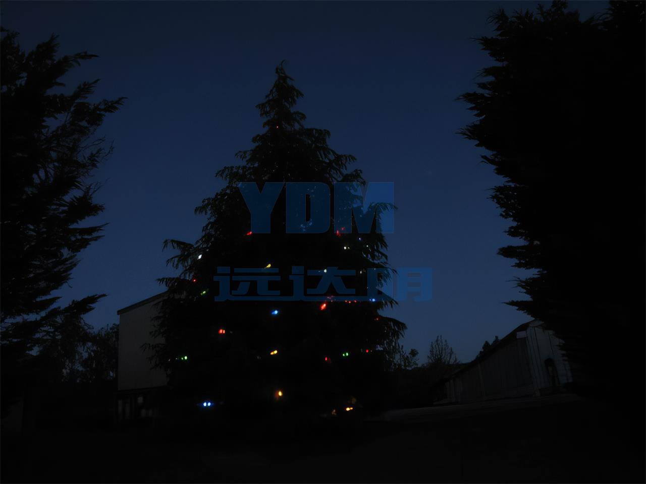 2012.12新西兰圣诞树-2012.12新西兰圣诞树01-enhance