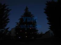 2012.12新西兰圣诞树-2012.12新西兰圣诞树01-enhance