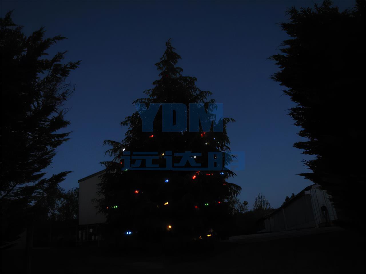 2012.12新西兰圣诞树-2012.12新西兰圣诞树03-enhance