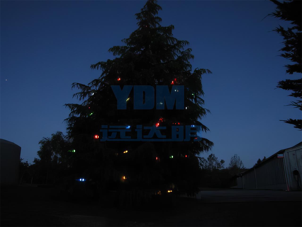 2012.12新西兰圣诞树-2012.12新西兰圣诞树04-enhance