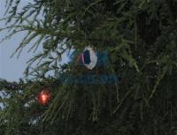 2012.12新西兰圣诞树-2012.12新西兰圣诞树05-enhance